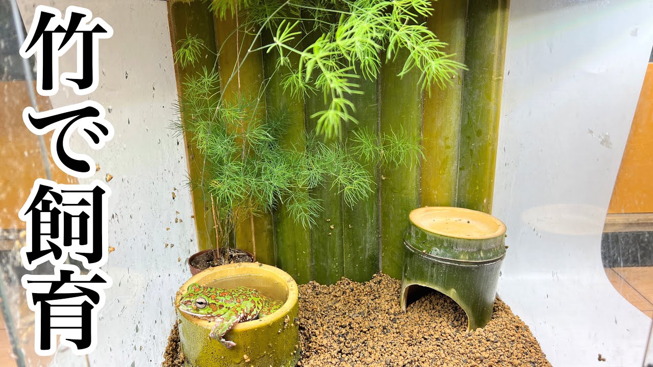 伐採した竹を活用して生き物の飼育環境を作ってみました