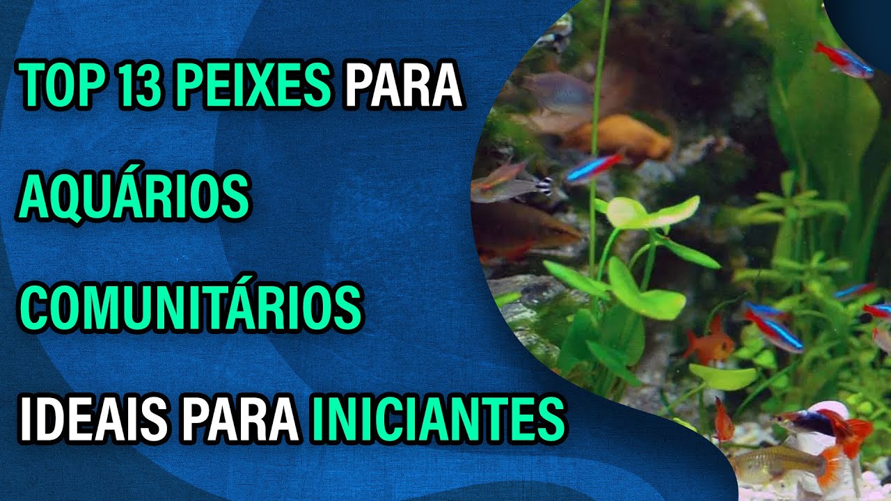 Top 13 peixes para aqu&aacute;rios comunit&aacute;rios ideais para iniciantes
