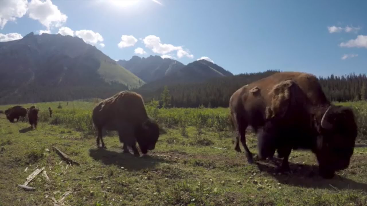 Des bisons sauvage bientôt en liberté - Parc national Banff