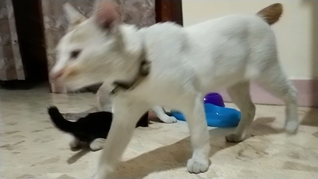 When the cat doesn't want to breastfeed anymore (Mono)