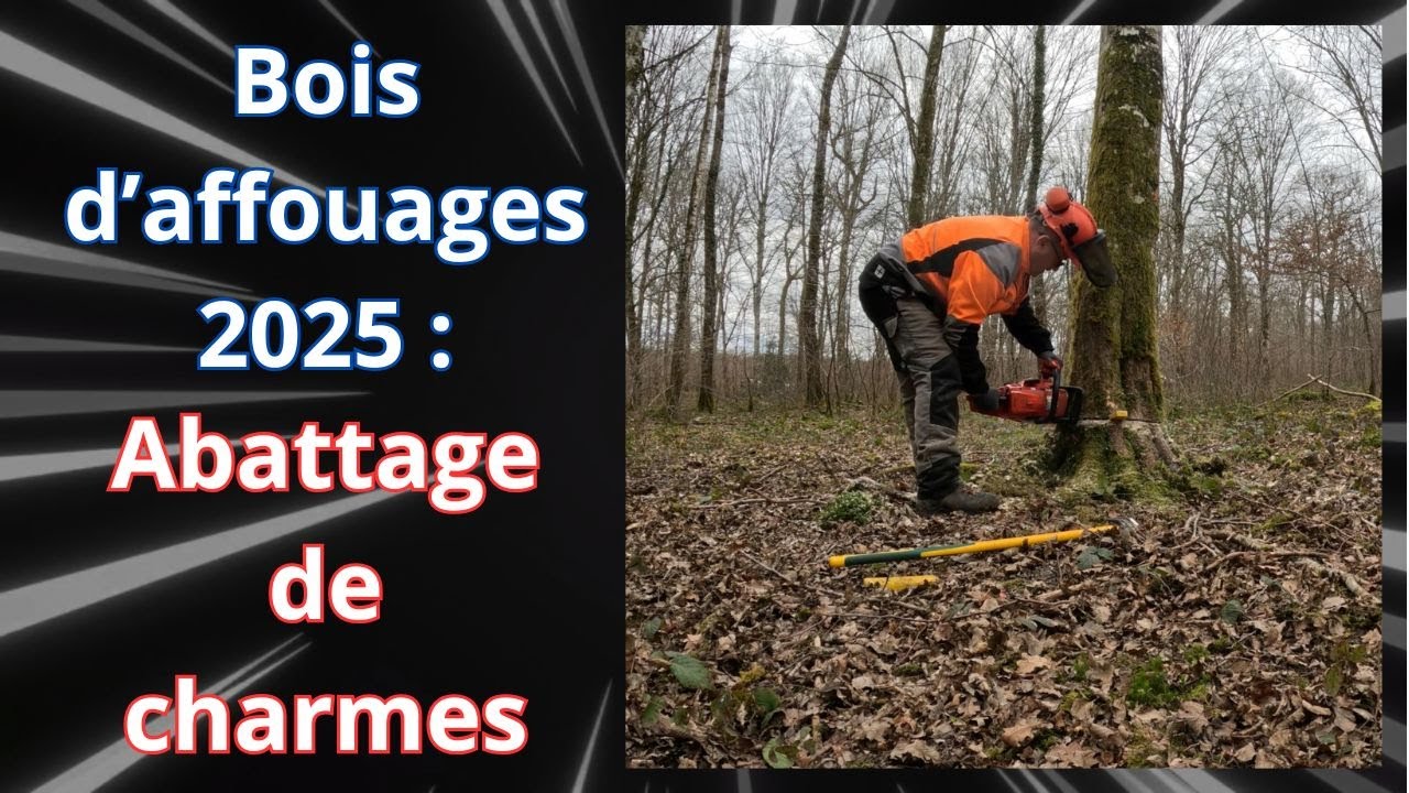 Abattage de charmes : Affouages 2025
