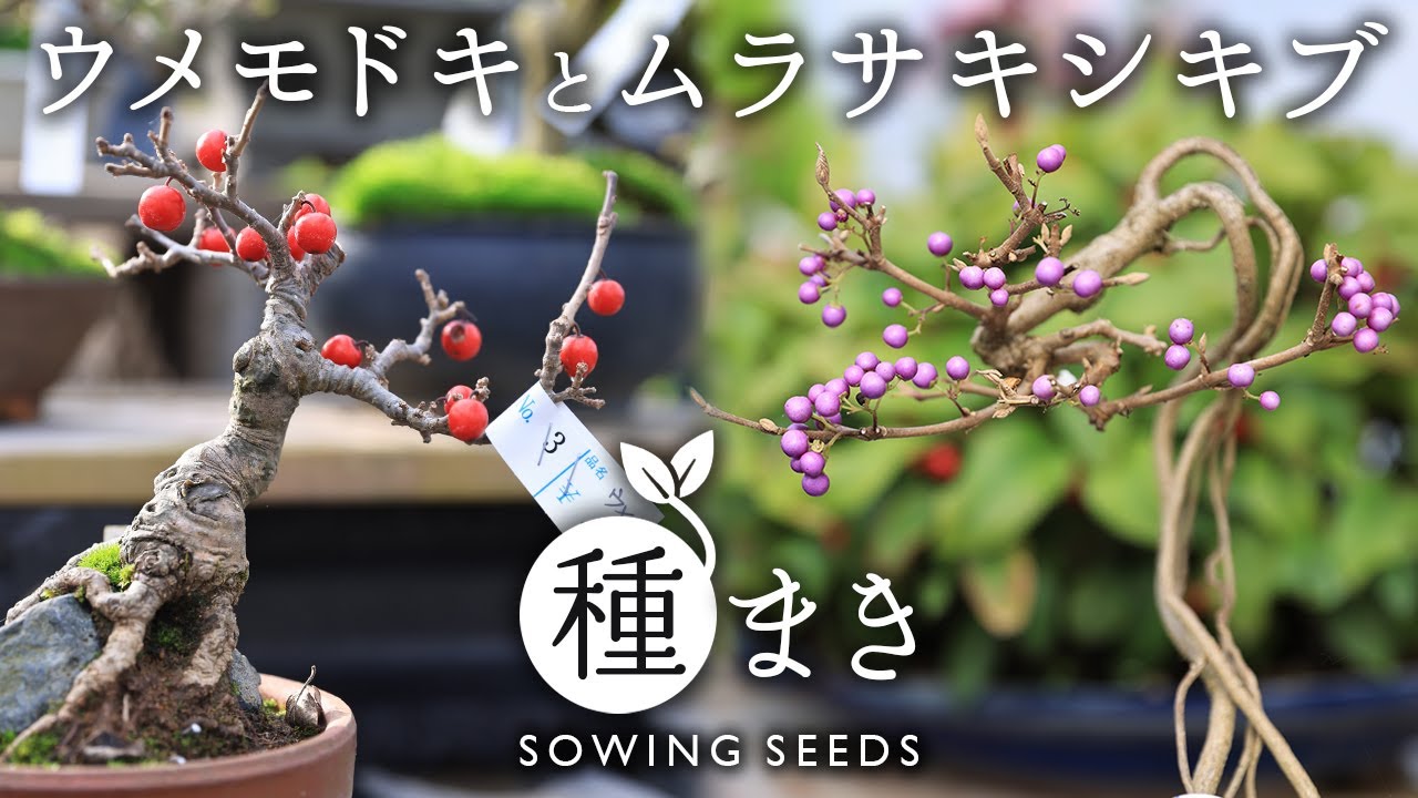 ウメモドキとムラサキシキブの種まき【Bonsai diary 盆栽日記 12/4】初心者の簡単盆栽の作り方 育て方 やり方  実生 秋 冬 iphone13pro EOS R5撮影