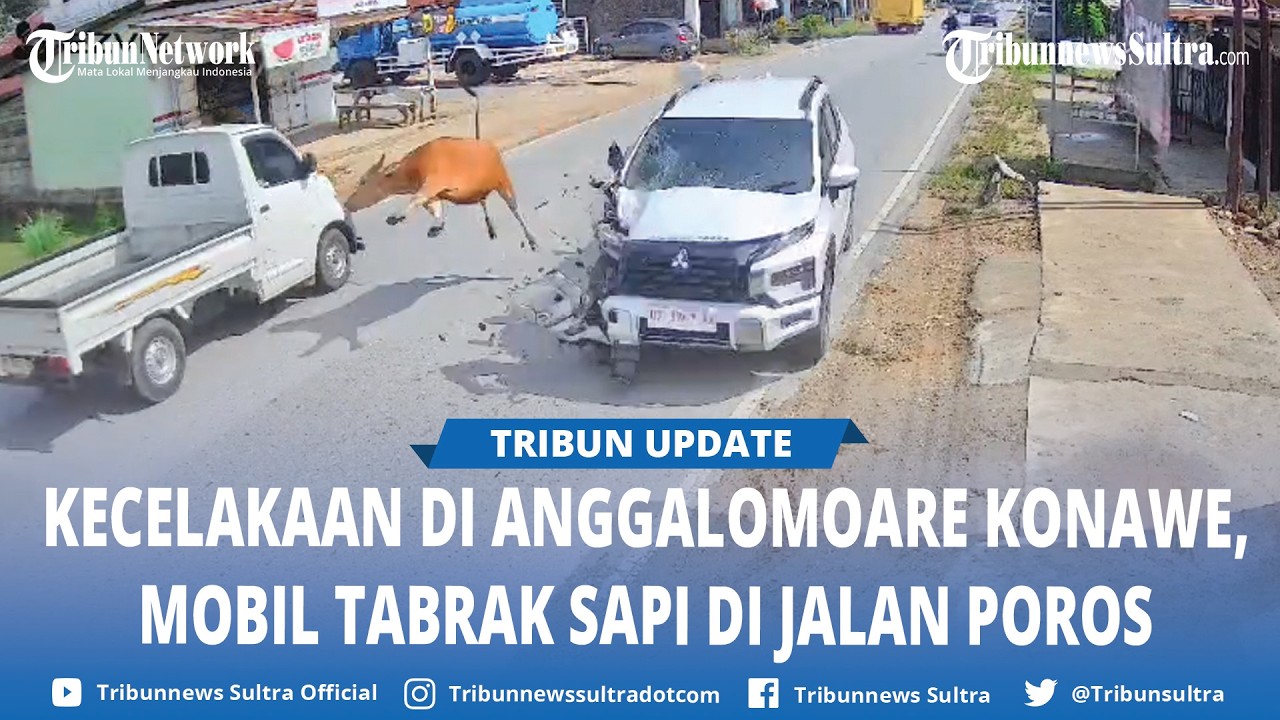CCTV Detik detik Tabrakan Mitsubishi Xpander Cross dengan Seekor Sapi di Konawe Sulawesi Tenggara