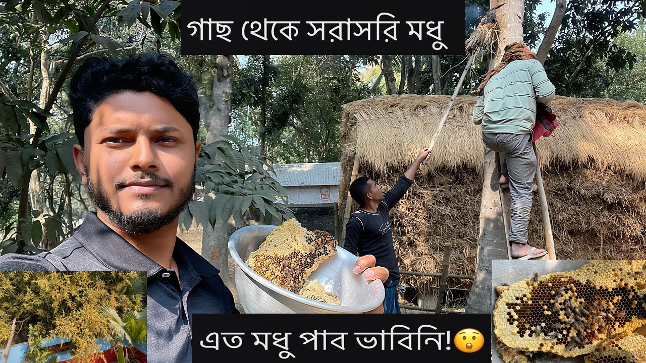 খামারের বাগানে মৌমাছির চাক! আজ সংগ্রহ করলাম খাঁটি মধু 😍