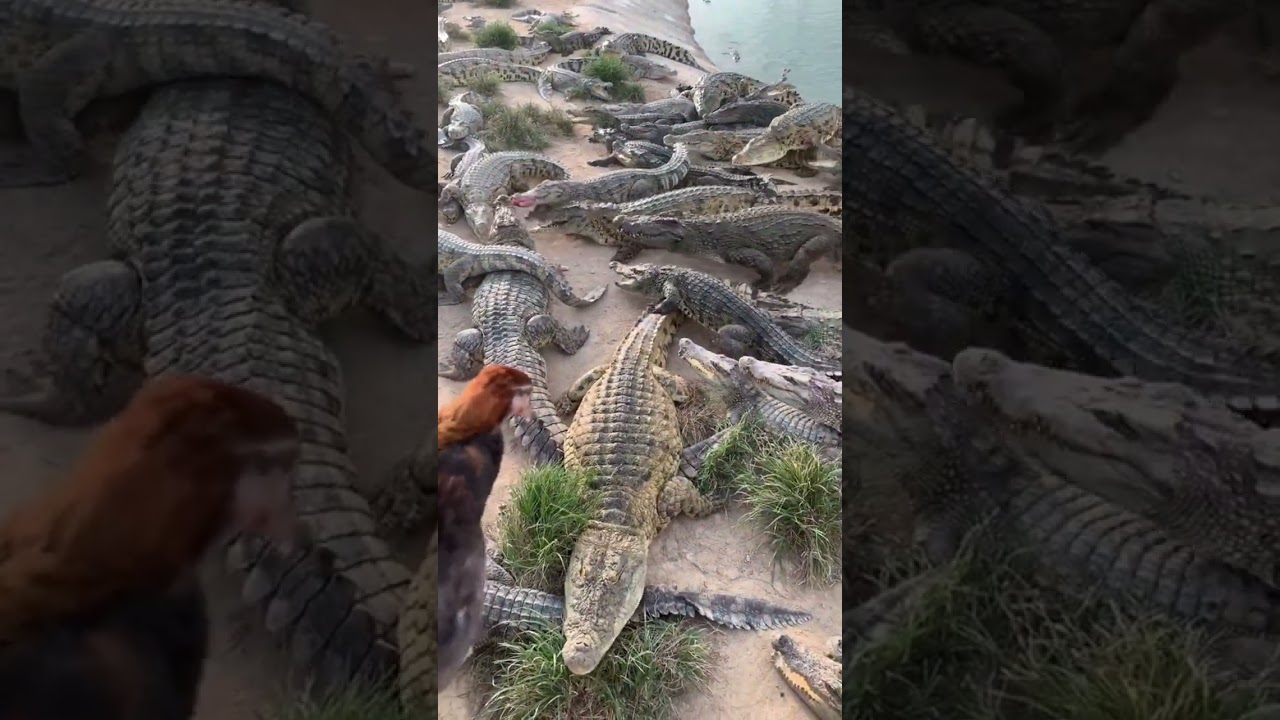 Live Chicken feeding to Crocodiles 👀