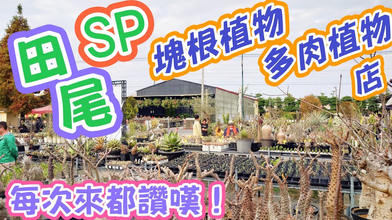 ［跟著阿郁逛］田尾SP多肉植物#塊根#塊根植物#龍舌蘭#多肉植物#多肉#盆景#盆栽#沙漠玫瑰#花園#植物#植物燈#生活#有趣#開箱#療癒#鹿角蕨#觀葉植物#花市#園藝#田尾#教學#花#栽培#秘訣#日常