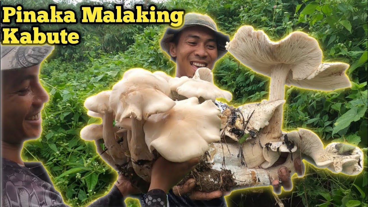 e278 - Pinaka Malaking Kabute | Mushrooms na nakakain sa bung Mundo