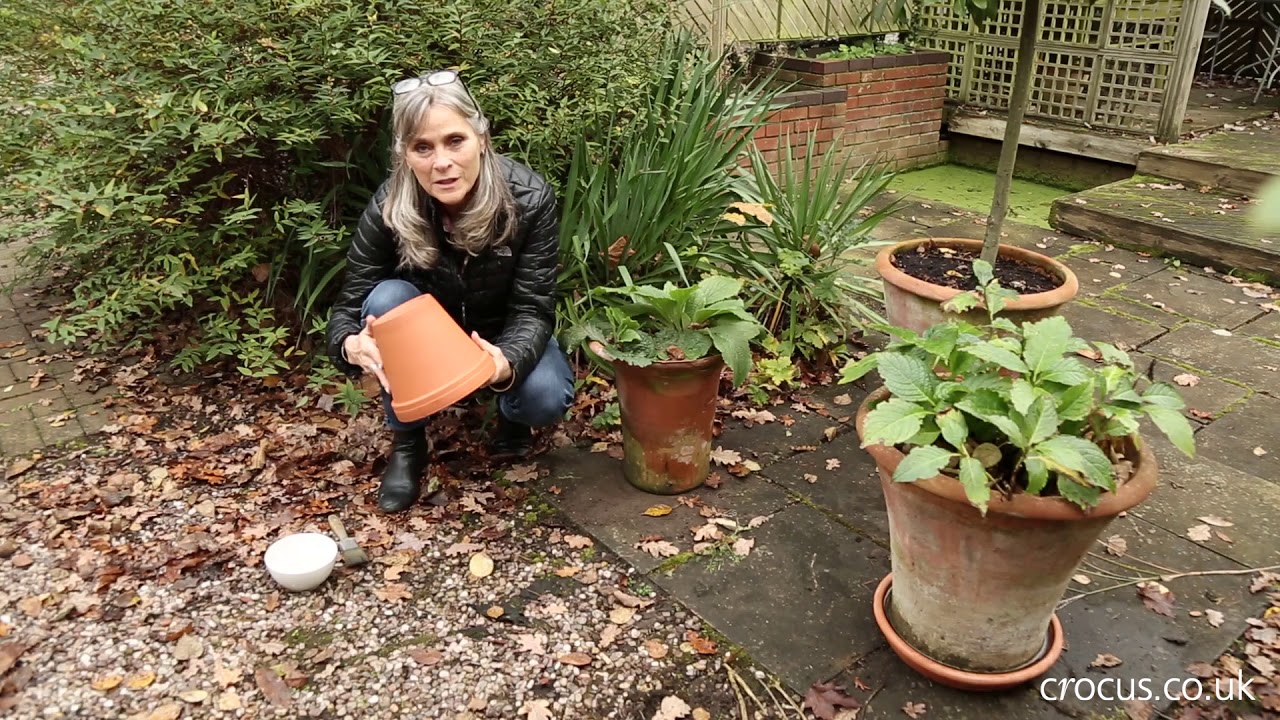 How to Stop Terracotta Pots from Cracking