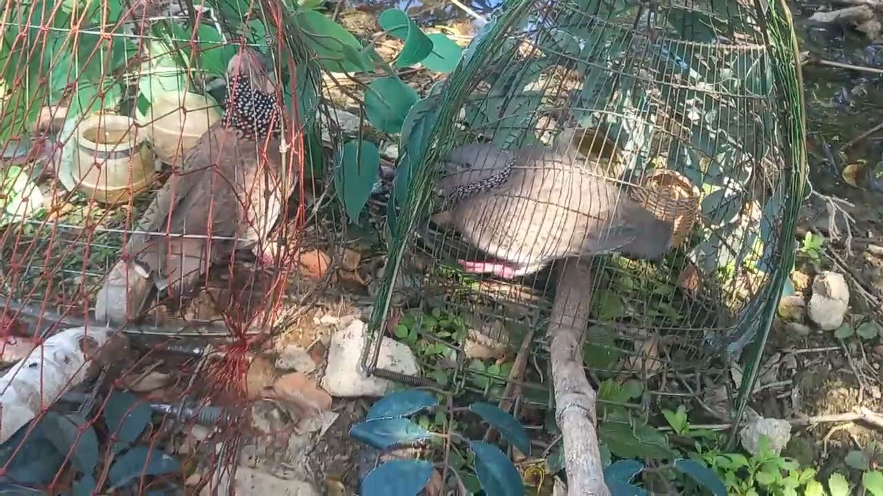 Chúc  mừng  năm  mới  kính  chúc  quý ae gần  xa năm  mới  vạn  sự  như  ý an khang  thịnh  vương 😄😄