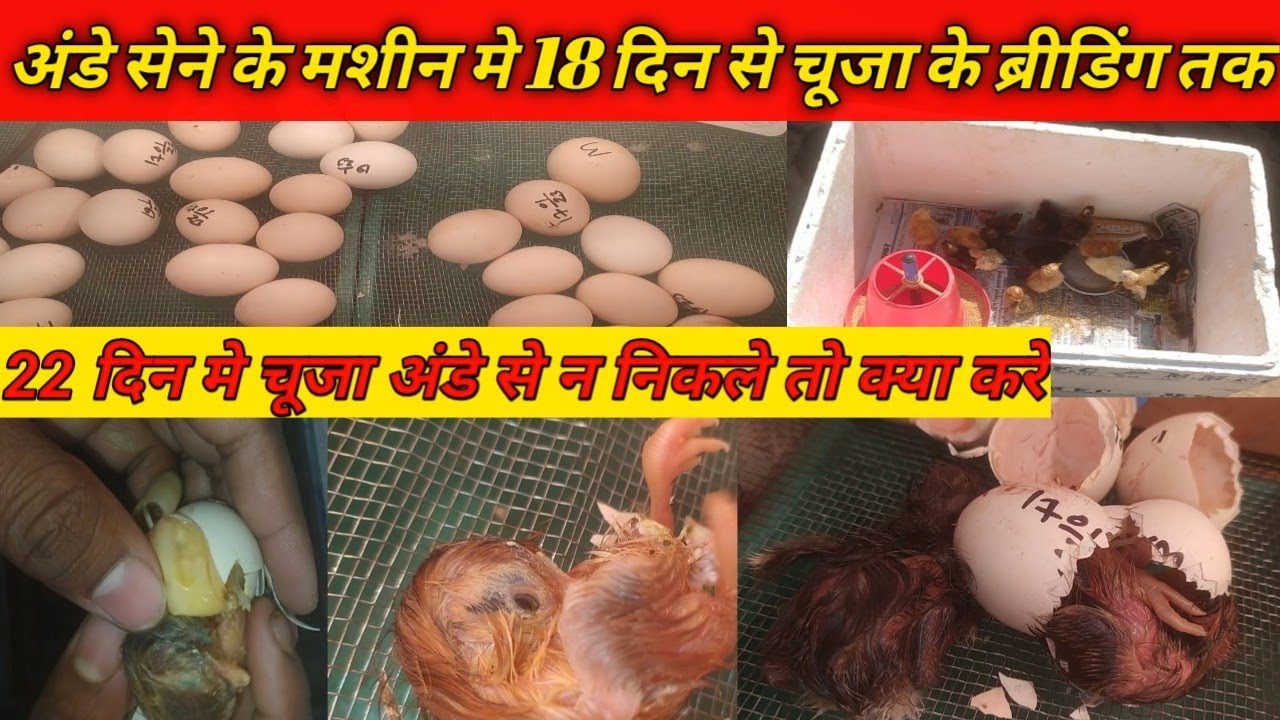 इन्क्यूबेटर मे 18 दिन से 21 दिन तक क्या और कैसे करे और 22 दिन बाद क्या करे #incubater #murgipalon