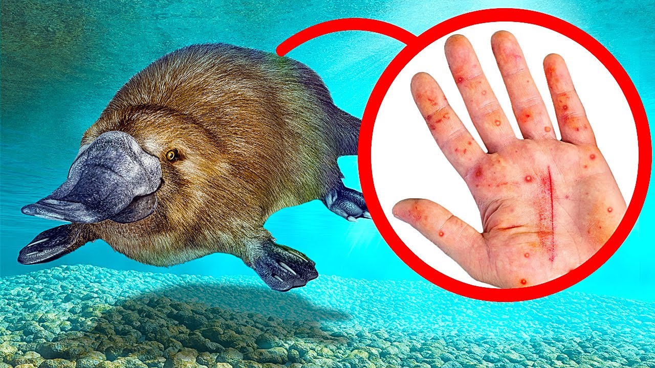 Animali Che A Prima Vista Sembrano Tenerissimi, E Invece...