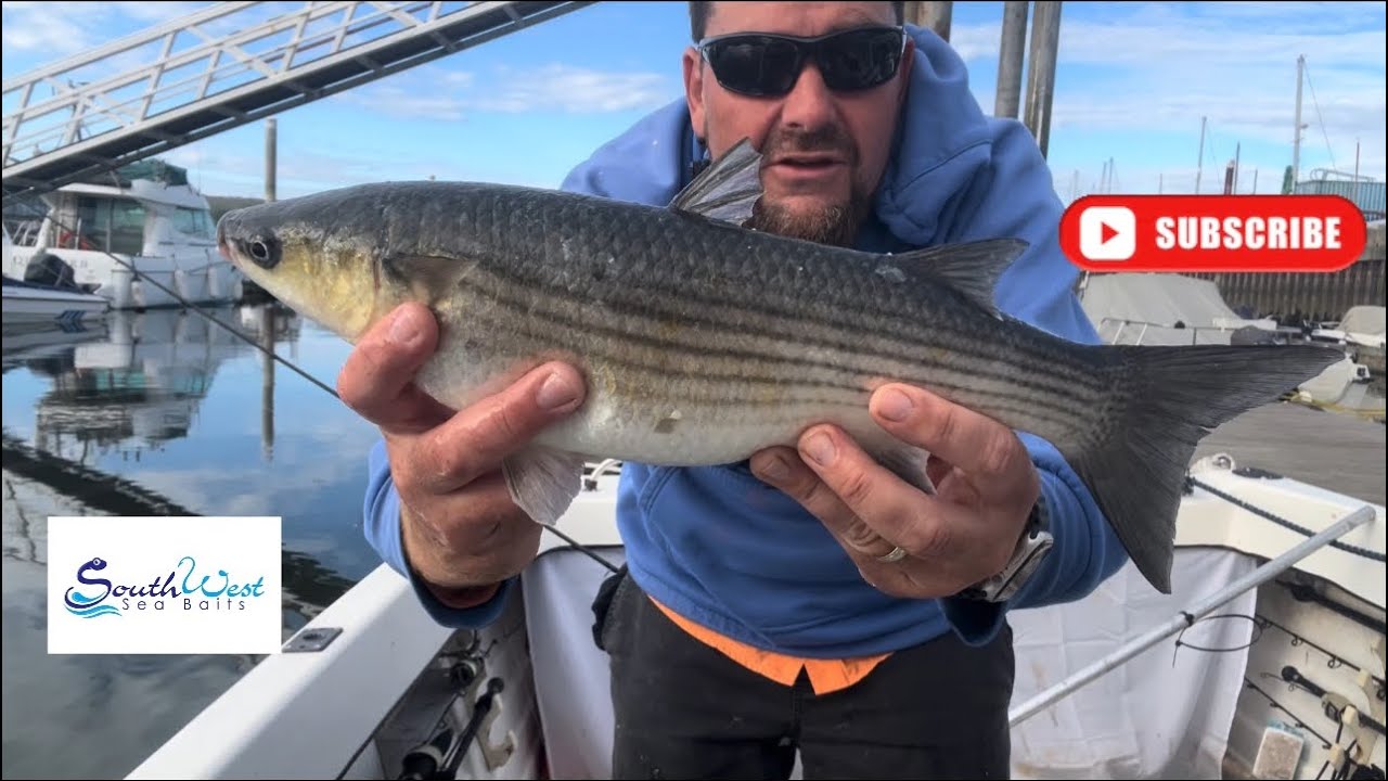 Sea fishing UK - Harbour Mullet fishing