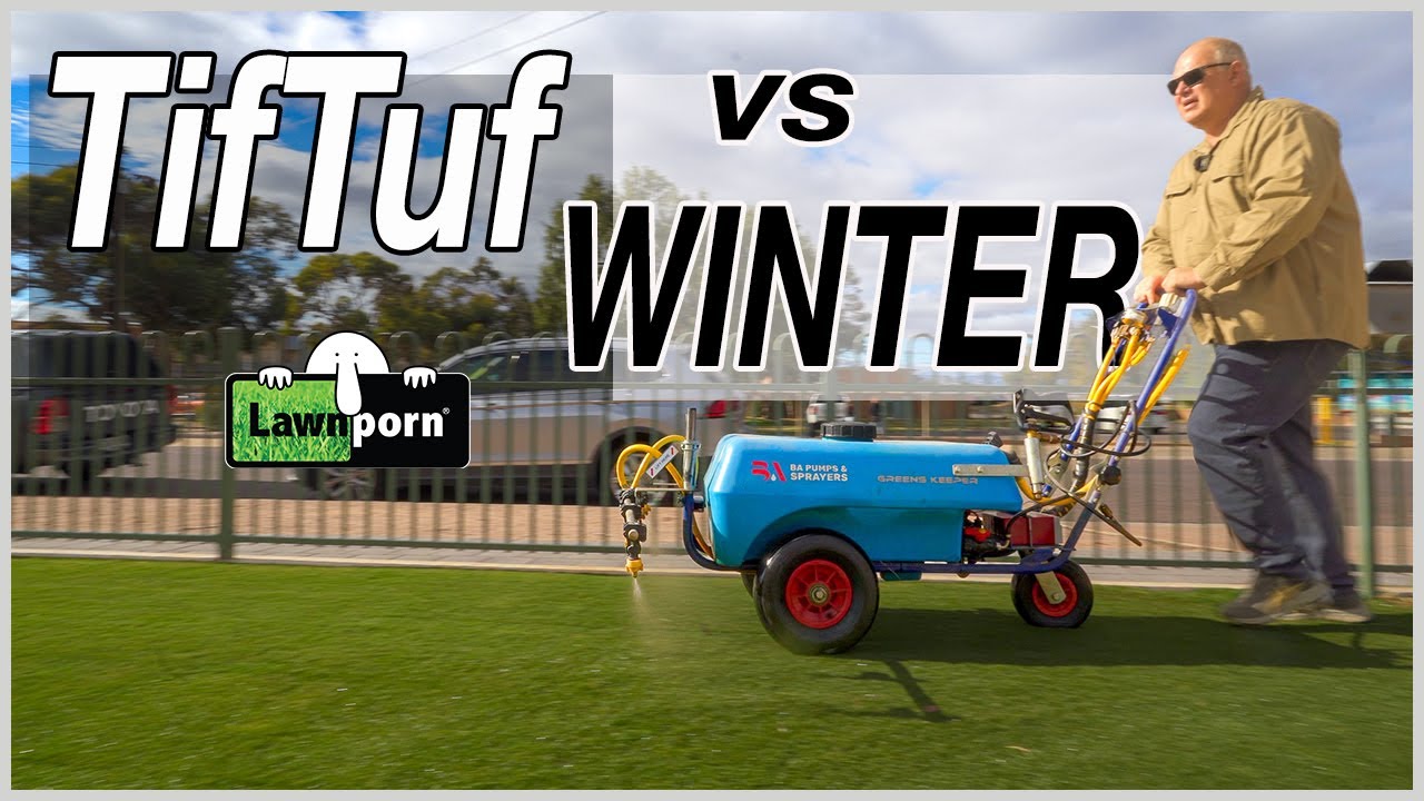TifTuf Holding Great Winter Colour