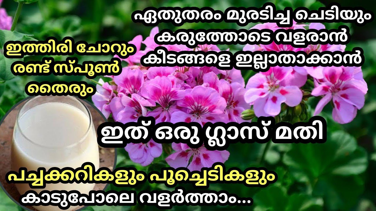 ഒരുപിടി ചോറ് മതി ചെടികൾ തഴച്ചു വളരാനും കീടശല്യം ഇല്ലാതാക്കാൻ /Rice beer fertilizer / Best pesticide