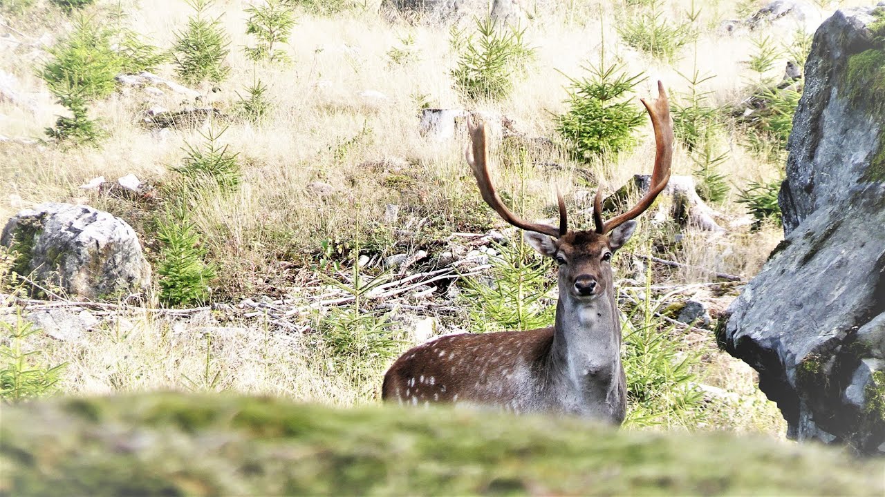 Jakt i Norden- Jakt efter kapitala dovhjortar