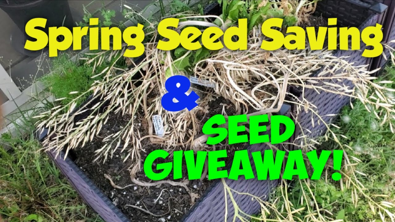 Saving seeds - spring 2022 & Seed Giveaway
