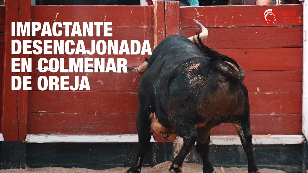 ¡IMPACTANTE desencajonada de los toros en Colmenar de Oreja!