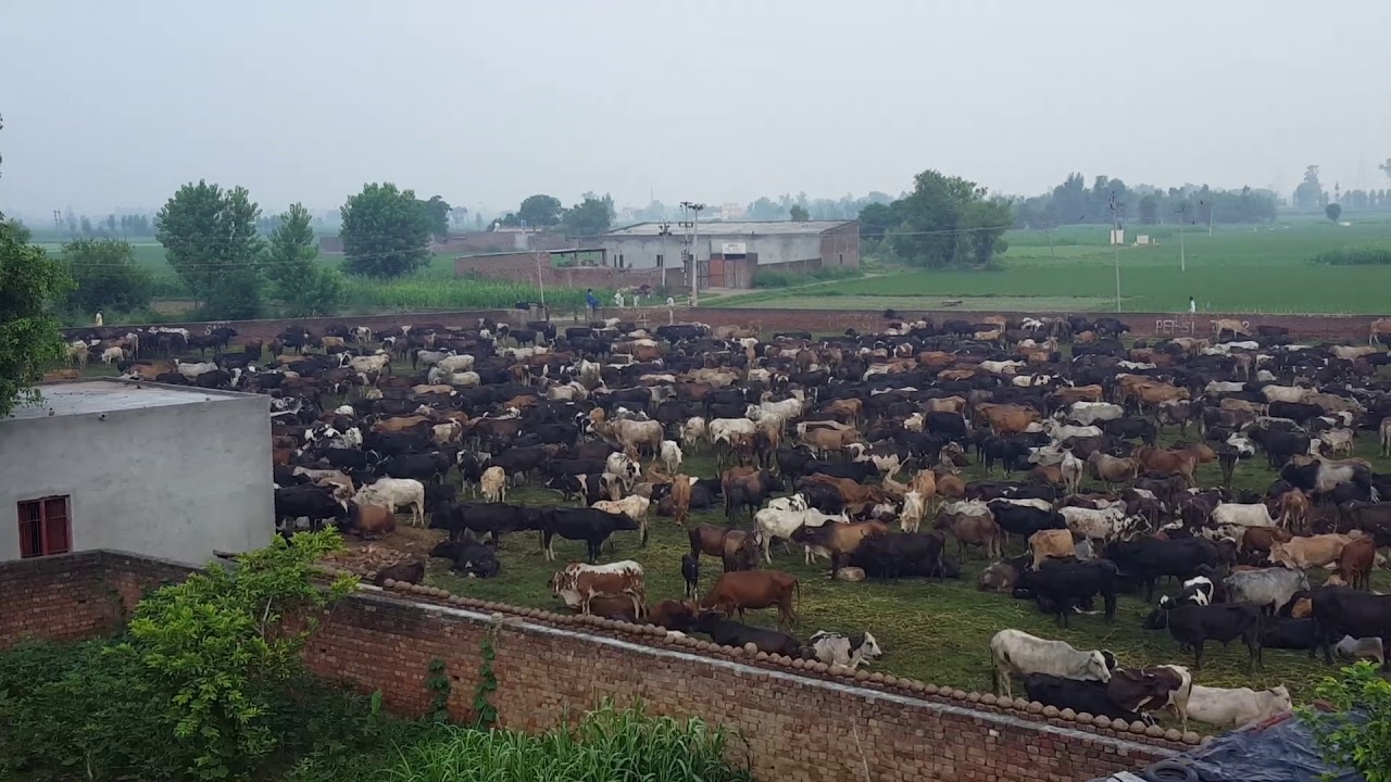 Cow's in jamalpur...