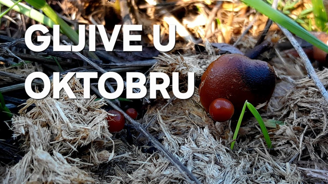 GLJIVE U OKTOBRU