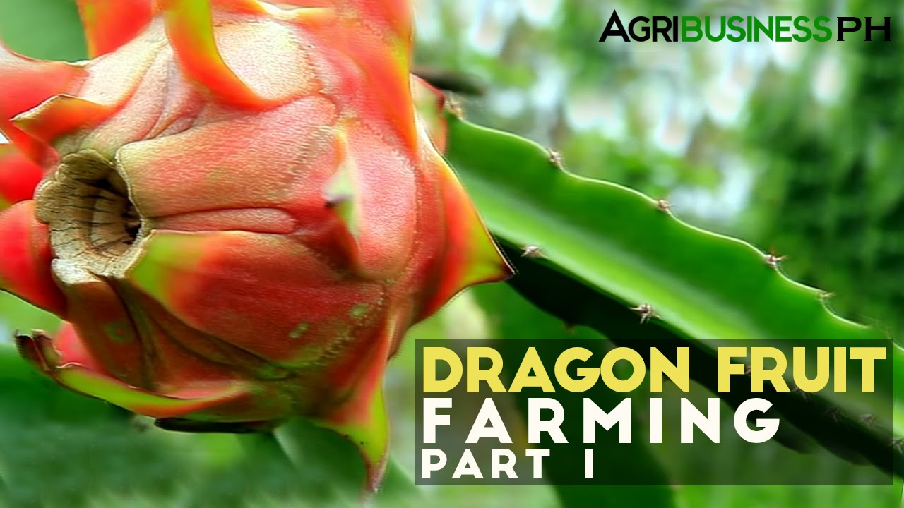 Dragon fruit farming in the Philippines : Dragon fruit farming Part 1 #Agribusiness