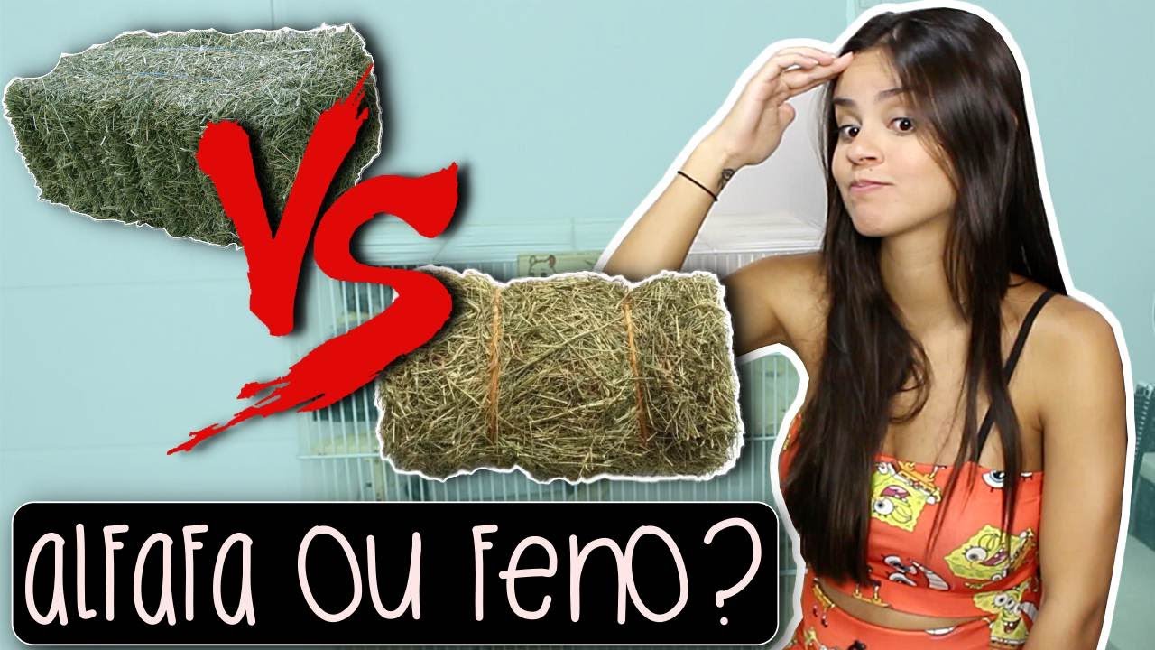 ALFAFA OU FENO? - O QUE DEVO OFERECER? [CHINCHILA] | by Carla Soares