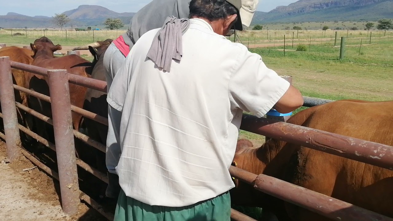 Bonsmara BEESTE-KI (CIDR's)