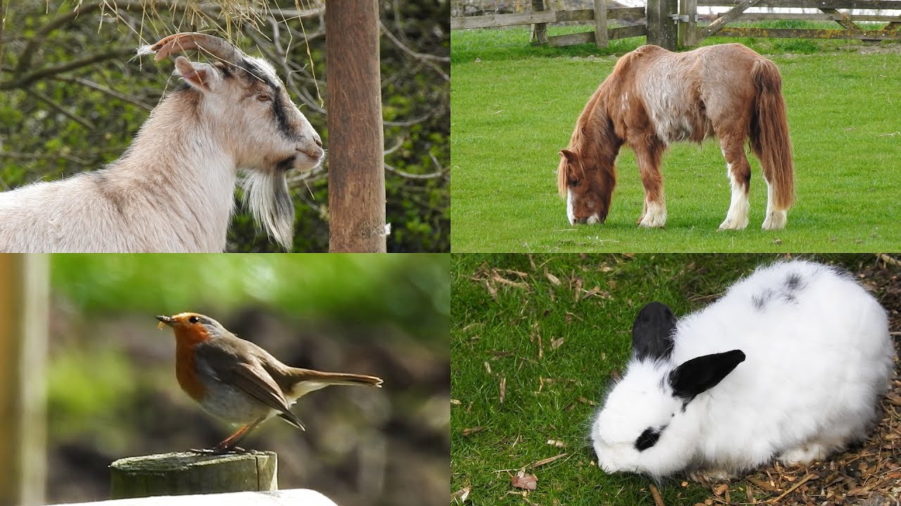 West Lodge Farm Park