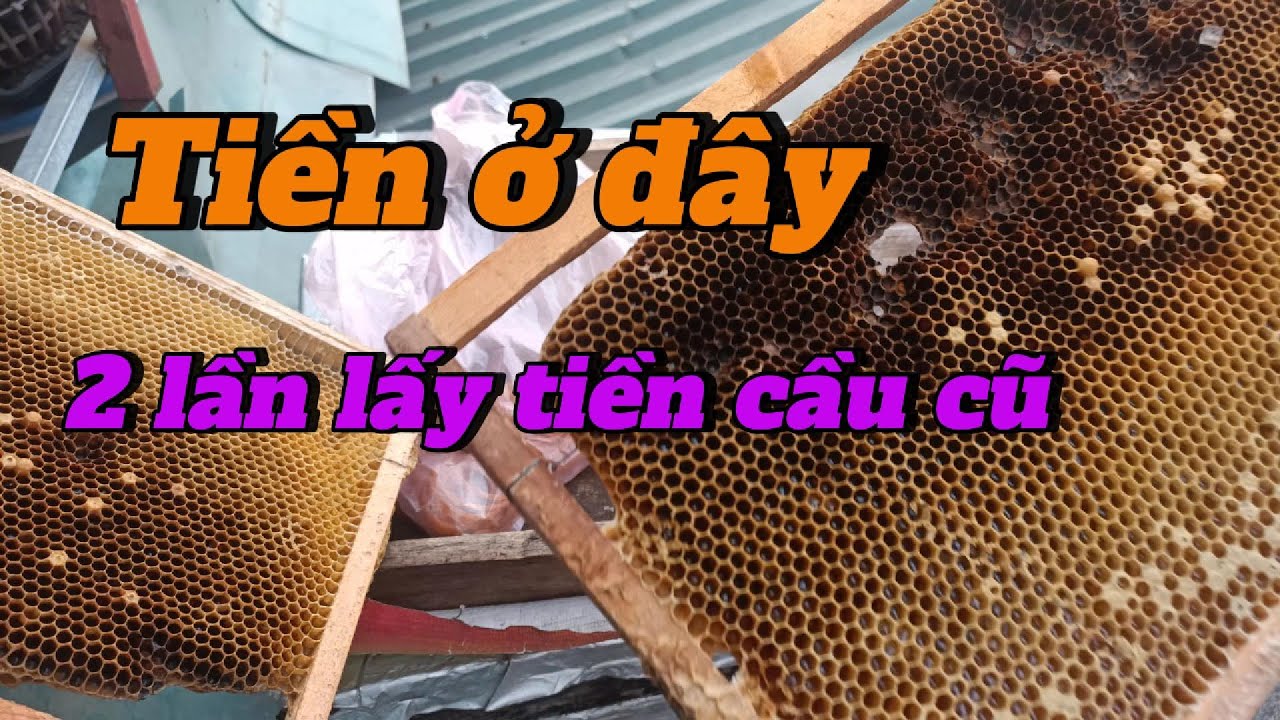 Hai lần lấy tiền từ cầu ong cũ.