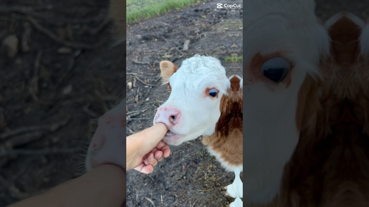 T-Bone&rsquo;s video montage. T-Bone is a cute baby mini cow at Hartland Oaks. #babyanimal #hartlandoaks