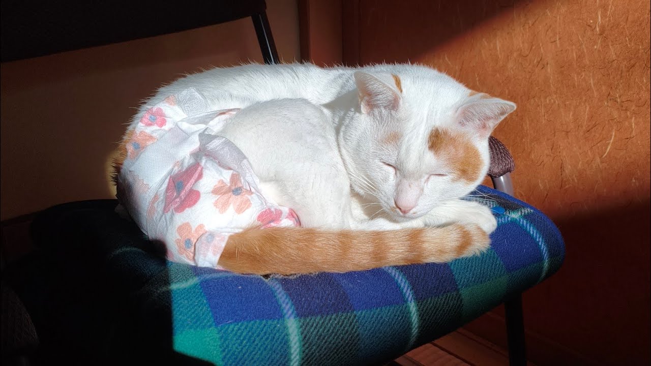 マルちゃんとお昼寝💤