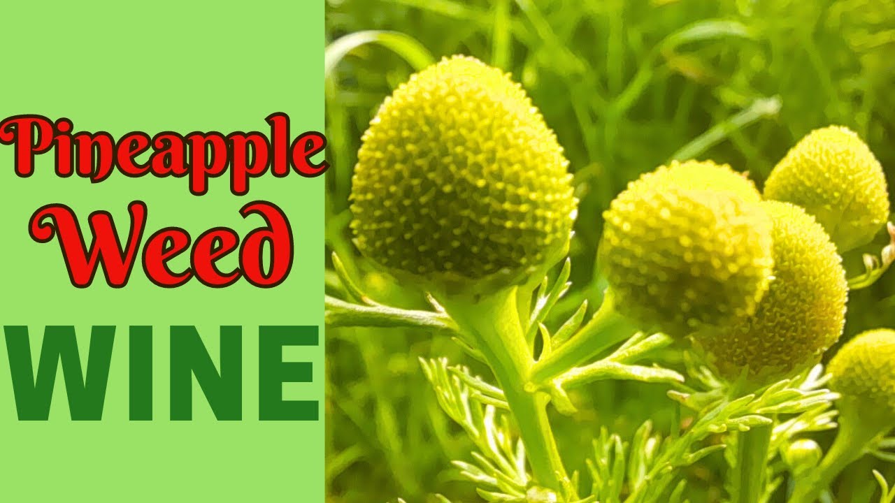 Pineapple Weed Wine - A Sublime Homebrew