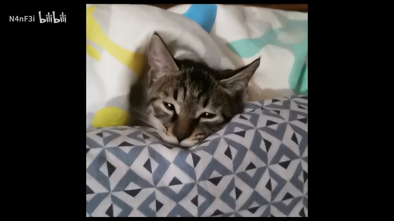 【难飞】睡觉我猫猫❤