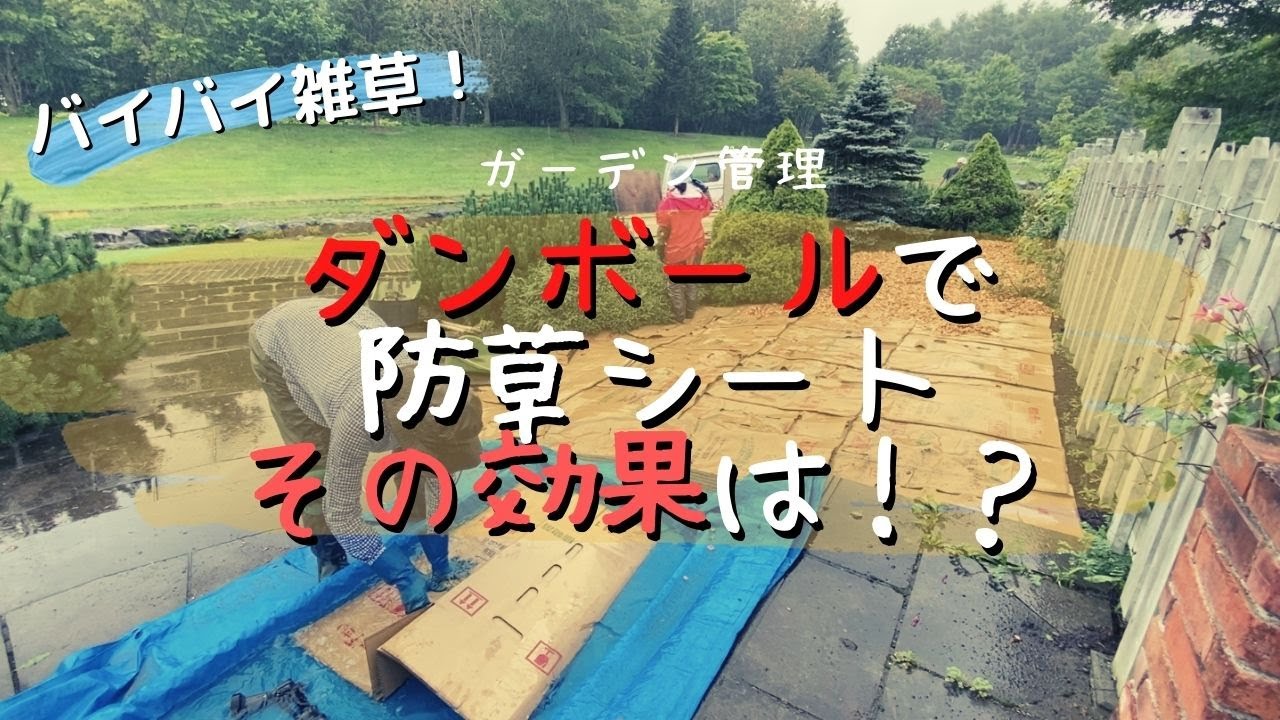 【ガーデニング】ダンボールを活用した防草シートから１年経過。効果抜群！？さよなら雑草さん！【ウッドチップマルチ】【園芸】
