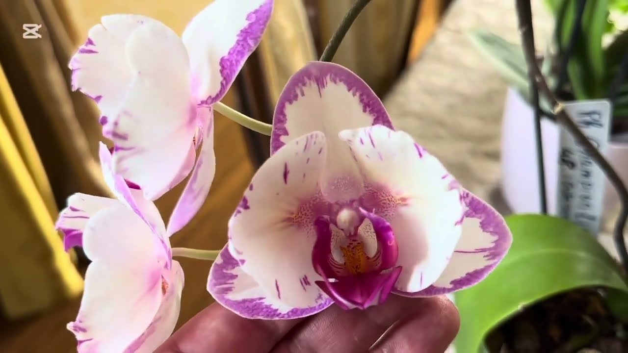 МОЯ НОВАЯ ОРХИДЕЯ 😉😍, ЦВЕТЕНИЕ 🦋, Ph. Champion Lighting И  ПЕЛОРИЧНОЙ &laquo;НЕЗНАКОМКИ&raquo;🌺
