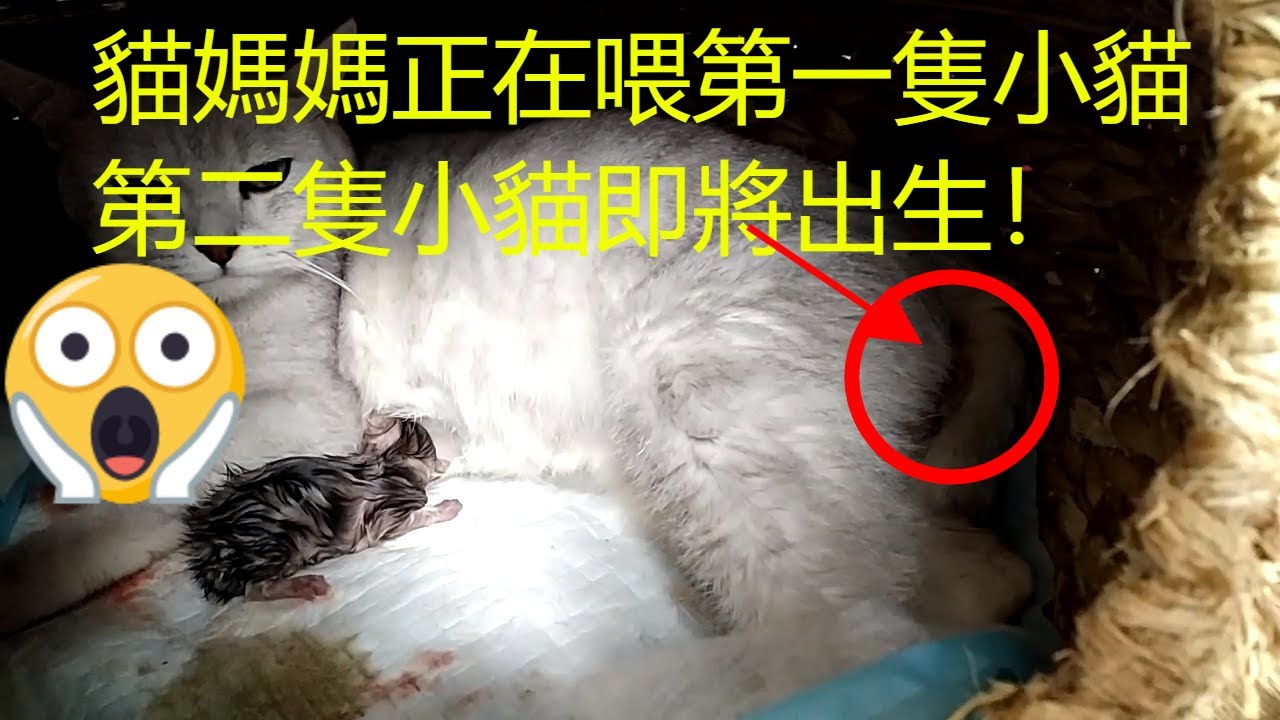 貓咪生產過程|我家貓咪的生產過程超清晰呈現，本人实拍（第二部分）