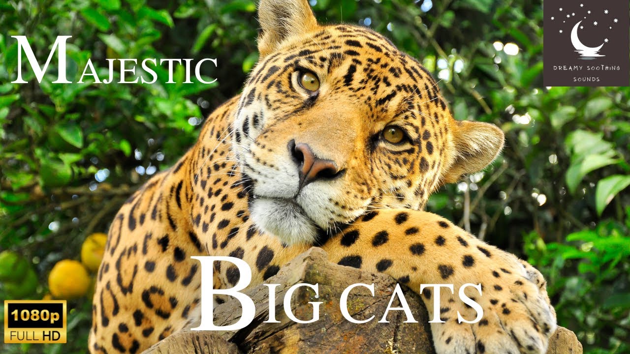 🦁 Amazing Scenes of Majestic Big Cats with Peaceful music | Relaxing Film with nature sounds🐅🐯