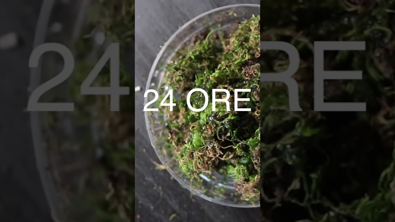 Come osservare un tardigrado