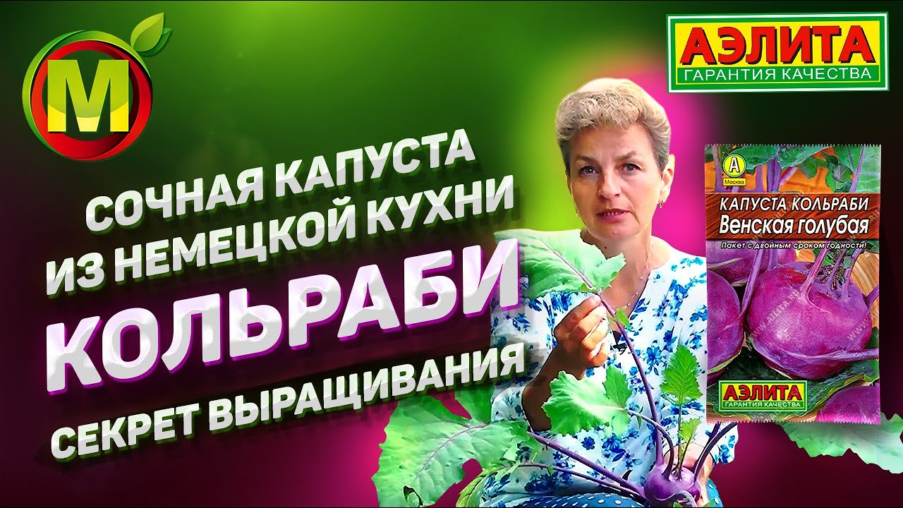 Капуста Кольраби, почему и как ее нужно выращивать. Секрет хорошего урожая