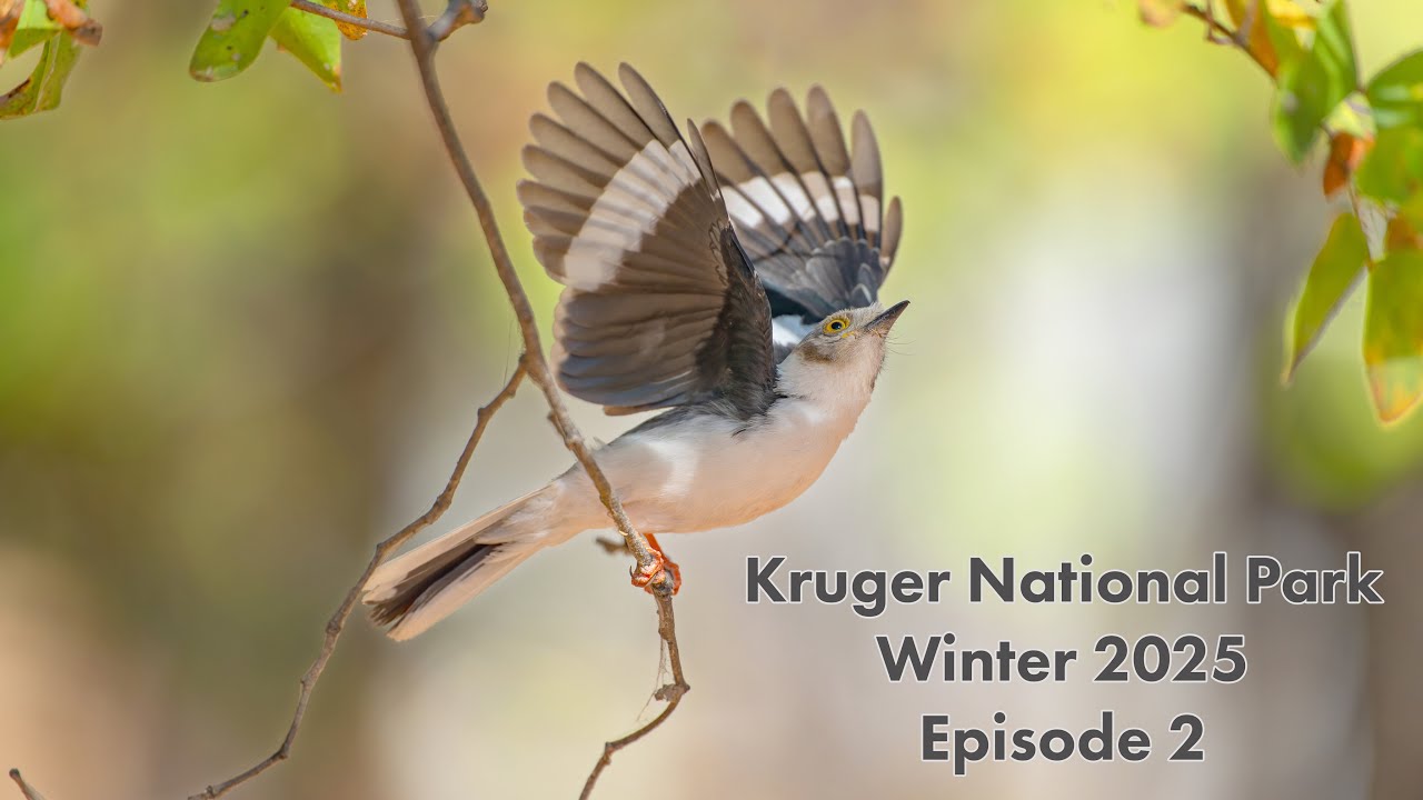 Kruger Park Winter 2025 -Day 2 Letaba to Mooiplaas morning drive and Letaba bumbling afternoon drive