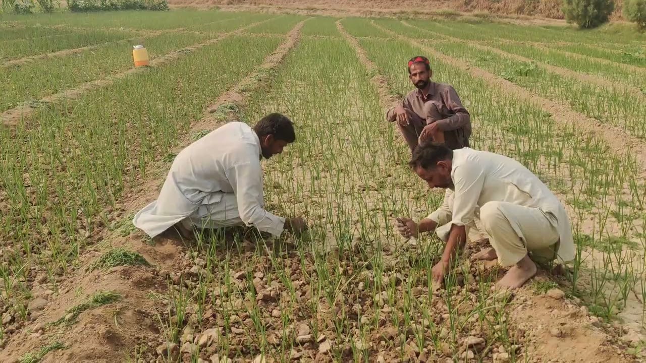 lehsan ki godi | garlic ki godi | weeds control  in onion garlic | لہسن کی گوڈی