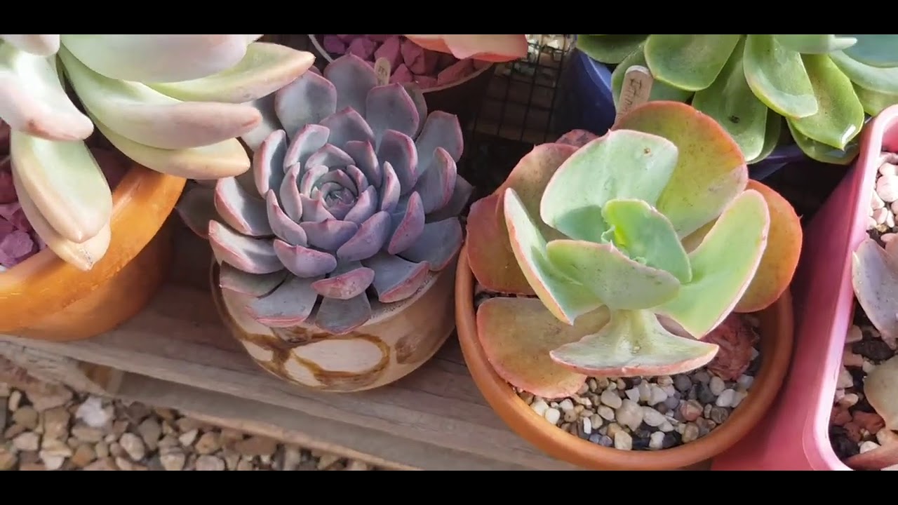 Tours por mi Jardin de Corazon 💕💕😊🌵🌈