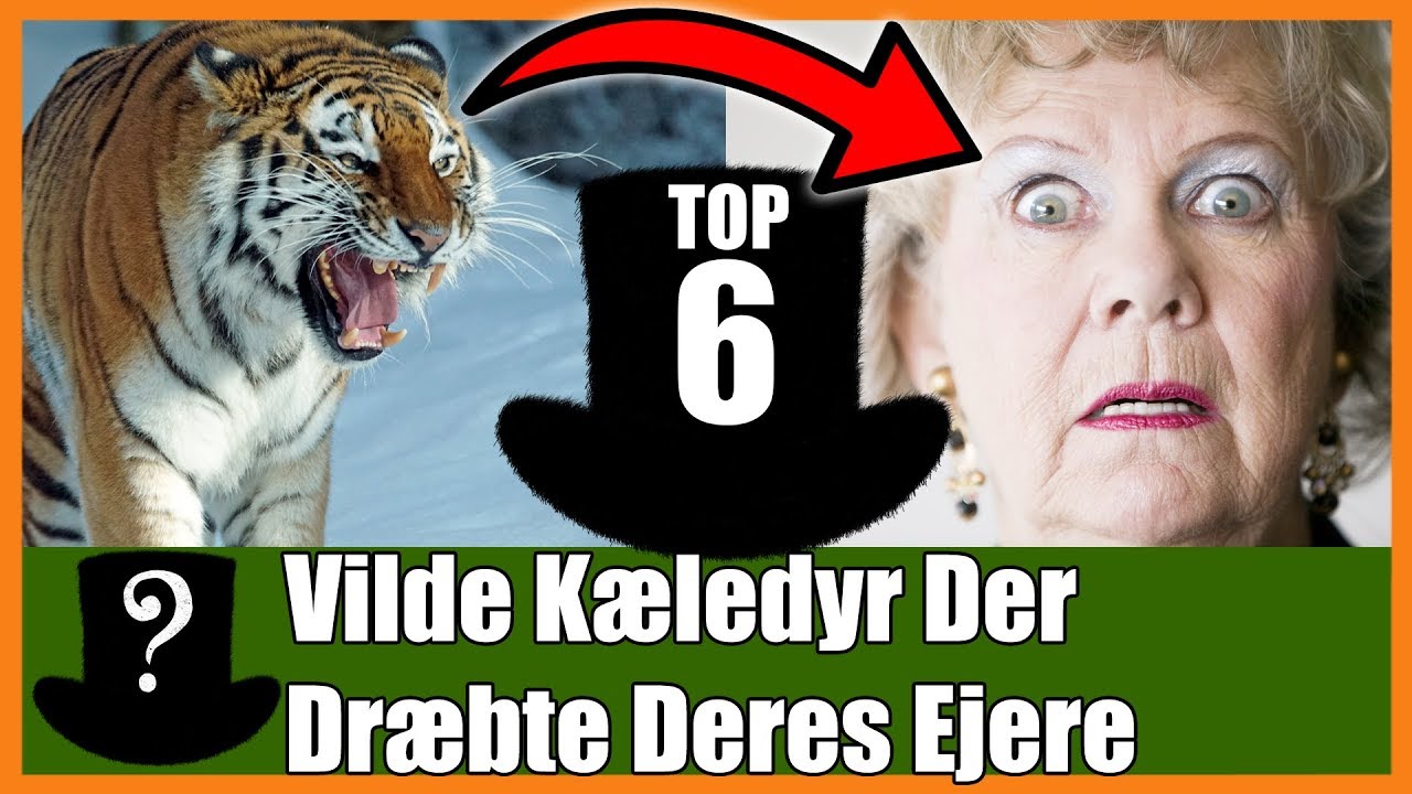 TOP 6 Vilde Kæledyr Der Dræbte Deres Ejere