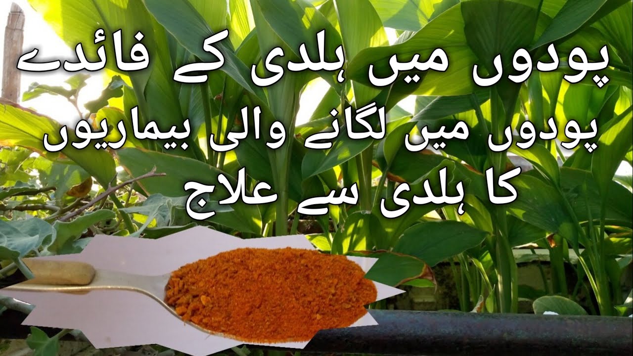 Benefits of haldi powder in garden/haldi benefits for plants/turmeric natural fungicide for plants/