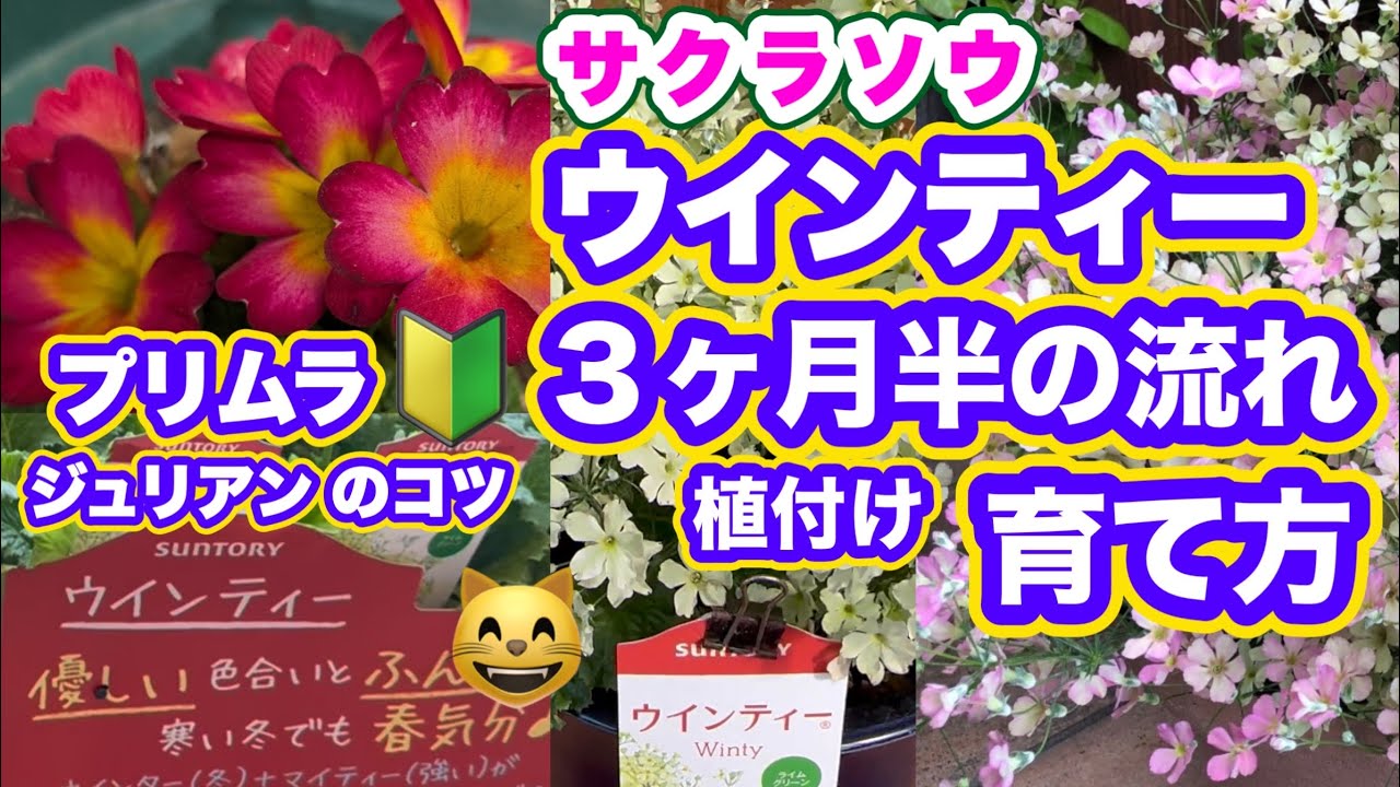【ウインティーの育て方３ヶ月半】植付け〜GW頃まで・ジュリアンのコツ・皆さんのジュリアン