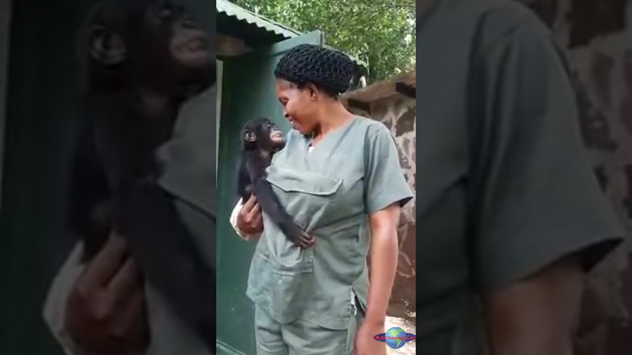 Rescued Bonobos: From Orphaned to Joyful! 💚