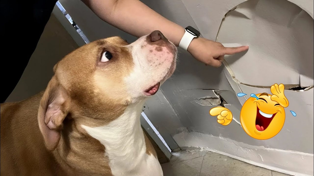 Hilarious Dog Moments That Turned Normal Days Into Chaos 🐶😂