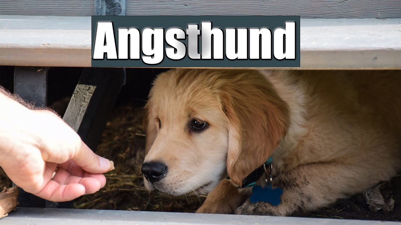 &Auml;ngstlicher Hund? - SO gehst du richtig mit ihm um!