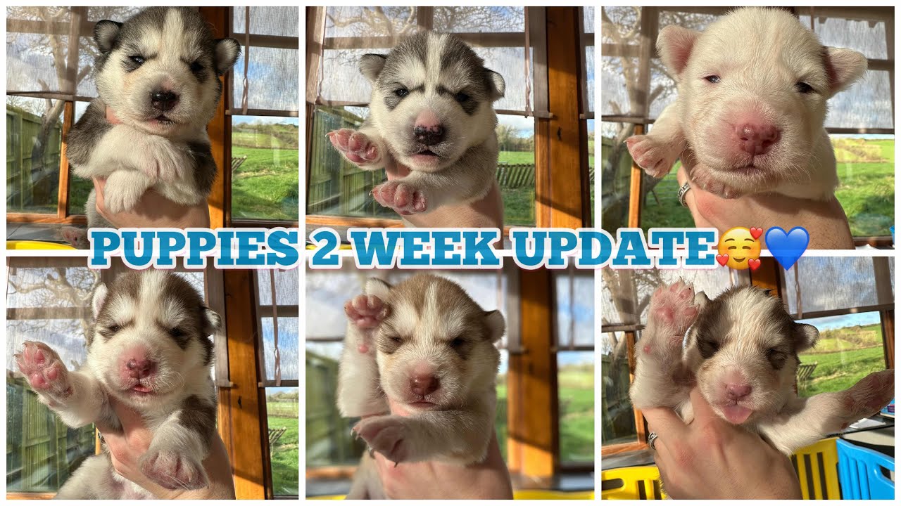 2 Week Puppy Updates!! Eyes Nearly All Open! What Colour? Full Close Ups Of All Puppies!!