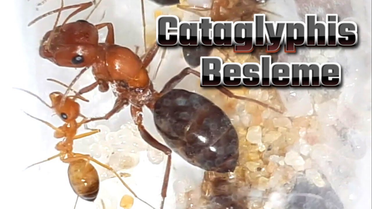 Cataglyphis Nodus, Albicans ve Viaticodies Kolonilerimizi Besledik