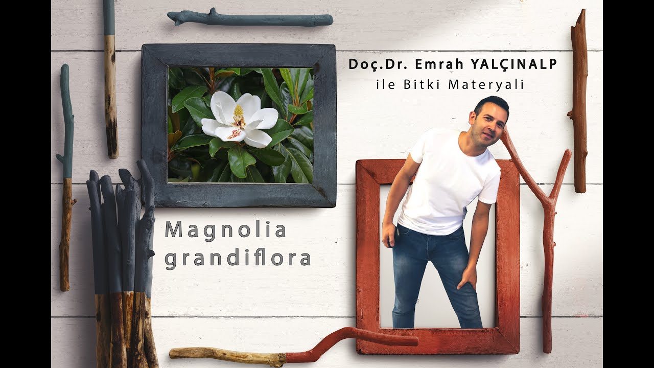 Peyzaj Mimarlığında Bitki Materyali II - Magnolia grandiflora (Manolya)